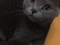 Minik prenses scottish fold