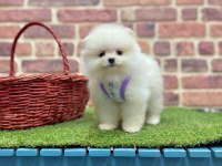 Mersinden Pomeranian Boo Köpeğimiz