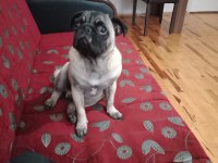 inanın çok seveceksiniz pug