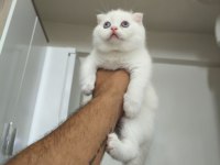 British Shorthair Yavrularımız Sahiplendirilecektir