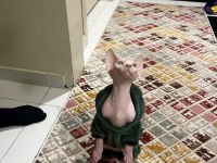 Sfenks pembe erkek kedi