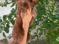 8 aylık erkek 20 cm kore poodle
