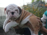İNGİLİZ BULLDOG ŞEHİRİN DEDİKODULARI