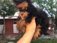Terrier Yorkshire Yavrularımız Tüm İllere