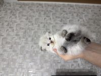 A Kalite Scottish Longhair