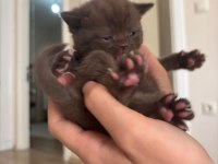 KAHVERENGİ - GRİ BRITISH SHORTHAIR YAVRULAR
