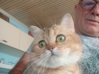 Golden British shorthair dişi