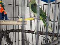 8aylık bebek Alexander papağanı