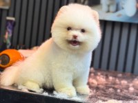 Yavru Pomeranian Boolarımız