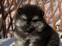 Orjinal tam ayı surat garantili pomeranian yavrularım