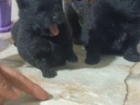 Pomeranian boo köpeğimiz