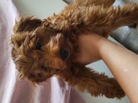 2 aylık dişi maltipoo