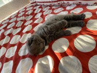 Oyuncu süslü british longhair bebek