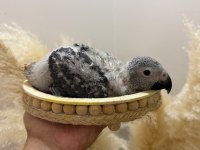 BEBEK JAKO PAPAĞANI