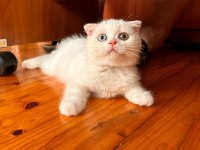 Scottish Fold Yavru Kedilerimiz