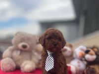 KG GARANTİLİ POODLE YAVRULAR