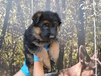 ALMAN ÇOBAN KÖPEĞİ YAVRULARI