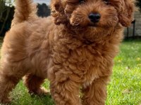 Orjinal Toy Poodle Yavrumuz