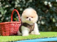 Safkan Pomeranian Boo Yavrularımız