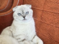 Scottish fold inci kızıma kendi çocuğu gibi bakacak yuva