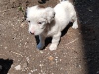 Fino Bebek Köpekler