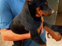KİNG DOBERMAN YAVRULARI
