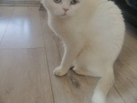 Scottish fold kızımız yeni ailesini arıyor