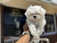 Petmode Köpek Çiftliğinden Kore Kan Maltese