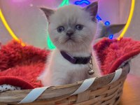 Safkan british shorthair ve scottish fold yavrular