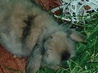 Hollanda Lop Tavşanı