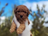 Toy Poodle Sahibi Olmak İçin Süper Fırsat