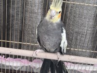 Hazır çift sultan papağanı
