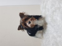Disi biewee yorkshire terrier