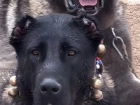 Sivas Dev Kral Kangal Çiftliği