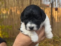 Maltipoo Bebekler (Baba siyah beyaz Poodle, Anne Maltese)