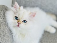 Saf kanlı british longhair erkek kedimiz