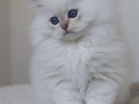 British Longhair Yavrularımız