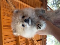 2 Aylık Pomeranian Aşıları Yapıldı