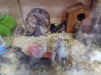 Yavru hamsterlar