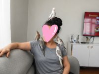 Sultan papağanı 34 günlük