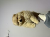 1 aylık pomeranian boo bebeklerimiz