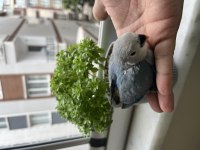 32 Günlük Mavi Sevda Papağanı