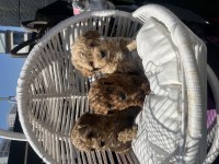 Bebek Poodle