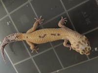 Leopar gecko