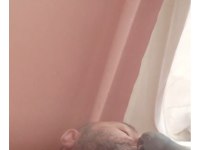 Pakistan papağanı evcil dişi