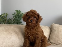 Lekesiz Red Brown 3.5 Aylık Üst Kalite Toy Poodle