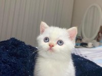 KOCA KAFA GERÇEK BRİTİSH SHORTHAİR YAVRULARI
