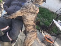 Yetişkin Presa Canariolar