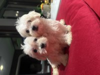 Minyatür A kalite kore kan maltes terrier