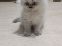 Sadece aileye british shorthair